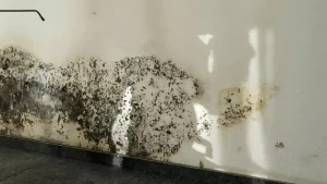 how to remediate black mold